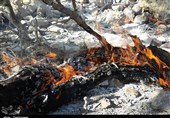 118 هکتار از جنگل‌های کهگیلویه و بویراحمد در آتش سوخت