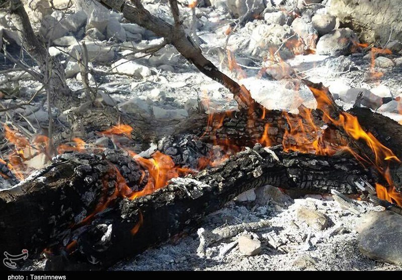 118 هکتار از جنگل‌های کهگیلویه و بویراحمد در آتش سوخت