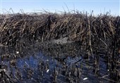 خوزستان| سرنوشت سوخته هورالعظیم؛ سهل انگاری اتحادیه بین‌المللی حفاظت از محیط زیست