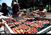برپایی جشنواره ملی هلو و شلیل در مازندران؛ گامی در جهت تقویت اشتغال روستایی