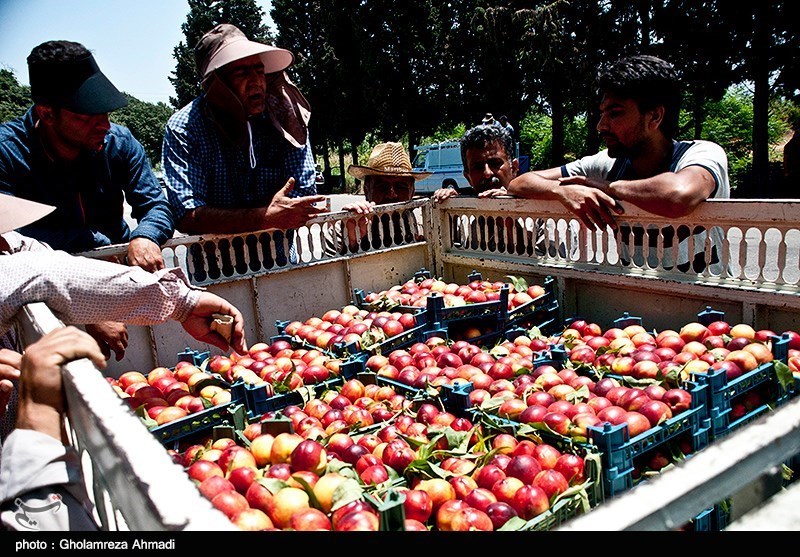 شرق استان مازندران مستعد تولید میوه‌های هسته‌دار است
