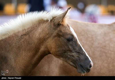 جشنواره ملی اسب کُرد - سنندج