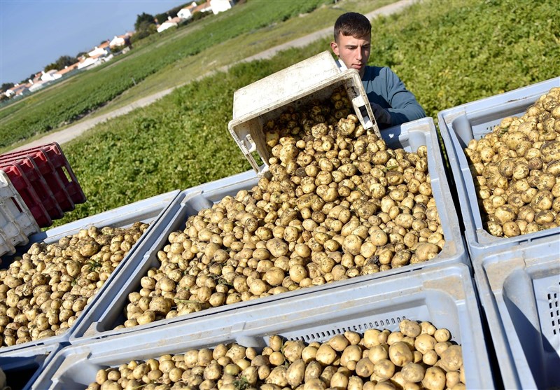 صادرات مدیریت نشده، قیمت سیب‌زمینی را در همدان چند برابر کرد