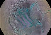 Astronomers Find Best Evidence Yet for Alien Life on Saturn's Moon