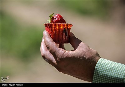 نخستین جشنواره برداشت توت فرنگی استان کردستان