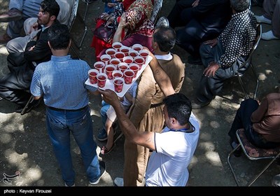نخستین جشنواره برداشت توت فرنگی استان کردستان