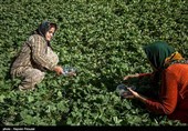 گلستان| تولید 56 هزار تن انواع محصولات باغی در شهرستان رامیان