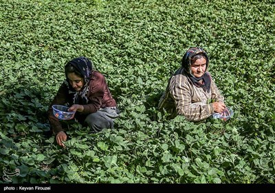 نخستین جشنواره برداشت توت فرنگی استان کردستان