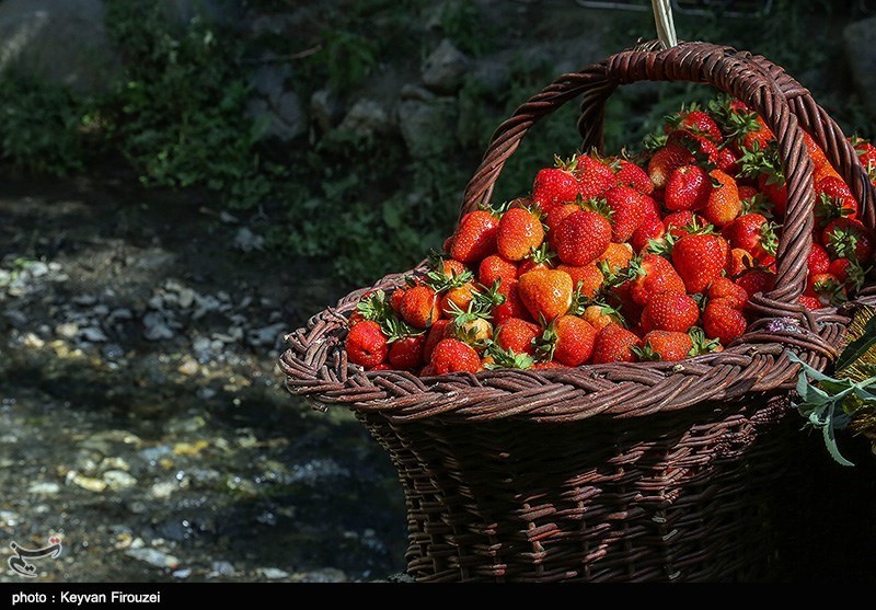 14 هزار تن توت فرنگی در بابلسر تولید می‌شود
