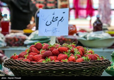 نخستین جشنواره برداشت توت فرنگی استان کردستان