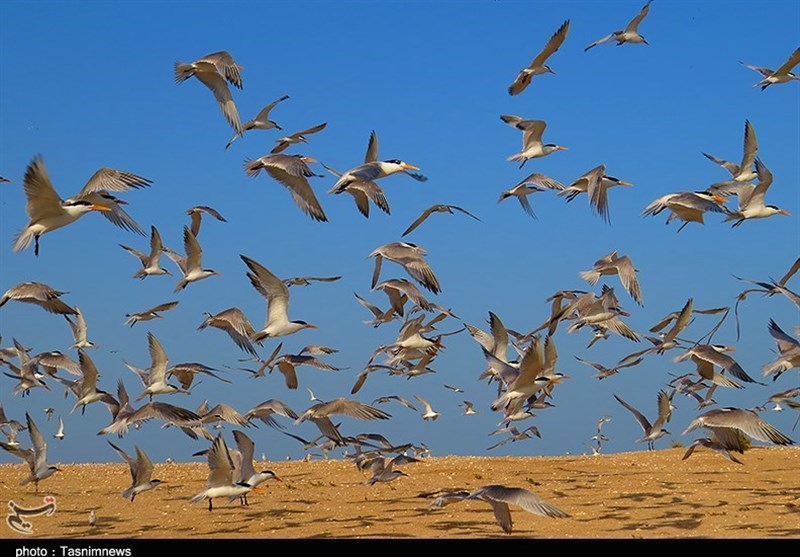 پرندگان زمستان‌گذر در استان بوشهر پایش می‌شوند
