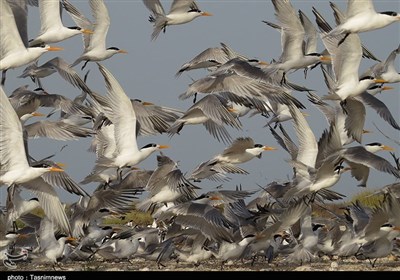  آیا شایعه شیوع آنفلوانزای فوق‌حاد پرندگان در استان بوشهر صحت دارد؟ 