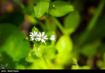 Iran's Beauties in Photos: Arasbaran Region