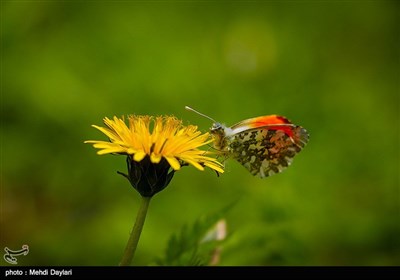 طبیعت زیبای ارسباران