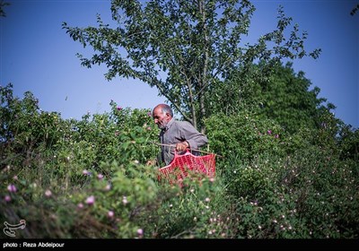 هشتمین جشنواره گل محمدی در روستای گردشگری عنصرود شهرستان اسکو - تبریز