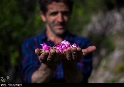 هشتمین جشنواره گل محمدی در روستای گردشگری عنصرود شهرستان اسکو - تبریز