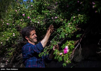 هشتمین جشنواره گل محمدی در روستای گردشگری عنصرود شهرستان اسکو - تبریز