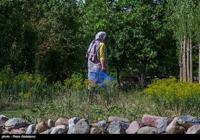 هشتمین جشنواره گل محمدی در روستای گردشگری عنصرود شهرستان اسکو - تبریزجشنواره گل محمدی در روستای گردشگری عنصرود شهرتان اسکو - تبریز