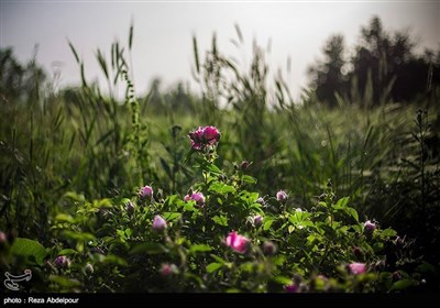 تبریز میں جاری گل محمدی میلہ سے چند تصاویر