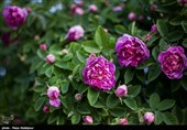 لرستان|100 هکتار گل محمدی در شهرستان ازنا کشت می‌شود
