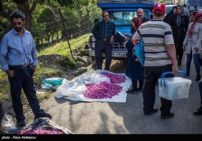 تبریز میں جاری گل محمدی میلہ سے چند تصاویر