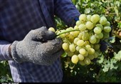 اهواز| برداشت انگور از تاکستان‌های شهرستان کارون به روایت تصویر
