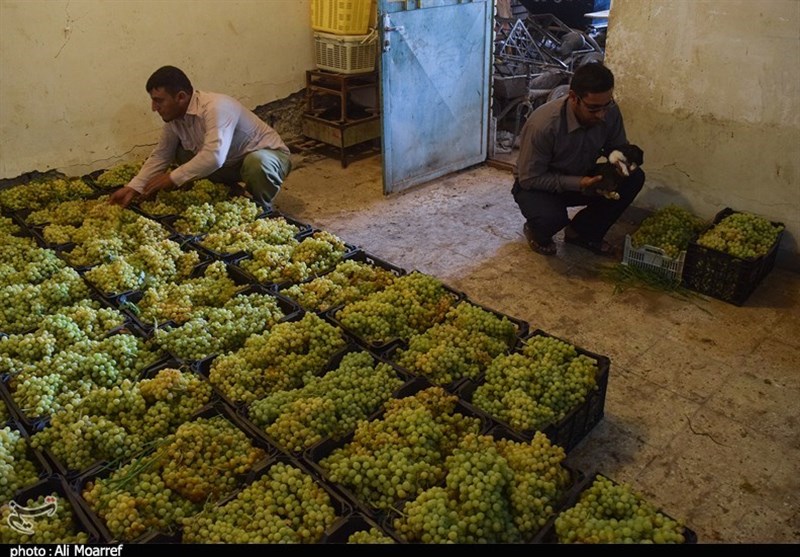 اصفهان| کارگاه‌های سنتی تولید شیره انگور در شهرضا ساماندهی می‌شود