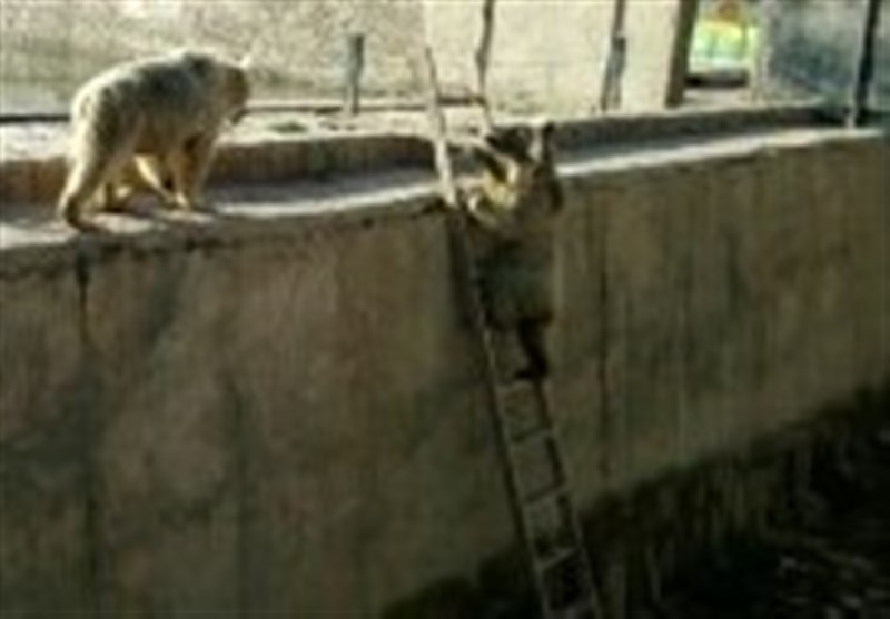 پایین آمدن خرس‌های تحت حفاظت در ایران از نردبان+فیلم