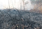 گیلان|‌ ارزش ریالی خسارات آتش‌سوزی باغات لنگرود در دست بررسی است