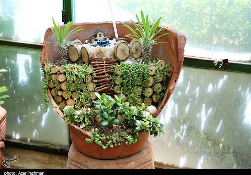 سمنان| دنیای کاکتوس&zwnj;ها به روایت تصویر