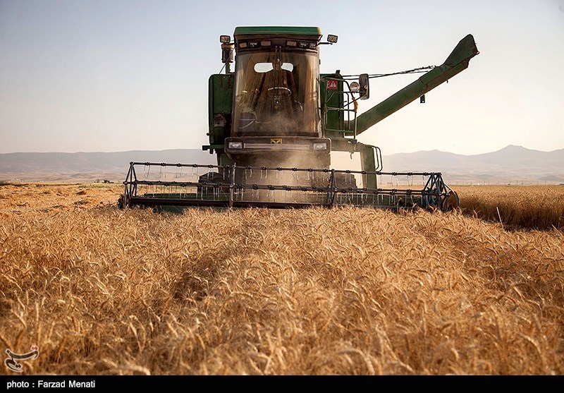 108 هزار تن گندم از اراضی استان بوشهر برداشت می‌شود