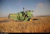120 هزار تن گندم کشاورزان استان بوشهر خریداری شد