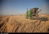 یک میلیون و 500 هزار تن ظرفیت ذخیره‌سازی گندم در استان کرمانشاه وجود دارد
