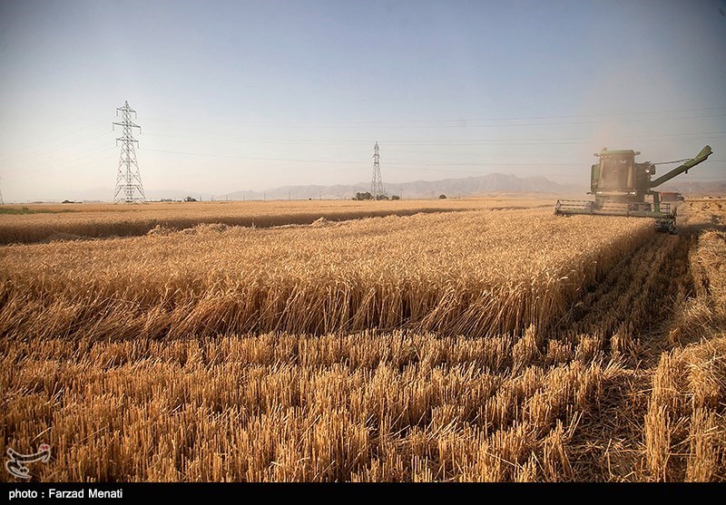 600 هزار تن گندم در استان اردبیل برداشت می‌شود