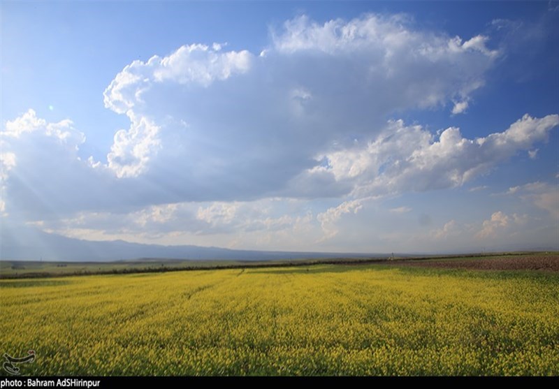 کاهش 11 هزار هکتار سطح زیر کشت کشاورزی در جنوب کرمان ضروری است