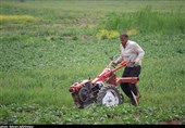 تسهیلات برای توسعه کشت نشایی در گلستان پرداخت می‌شود