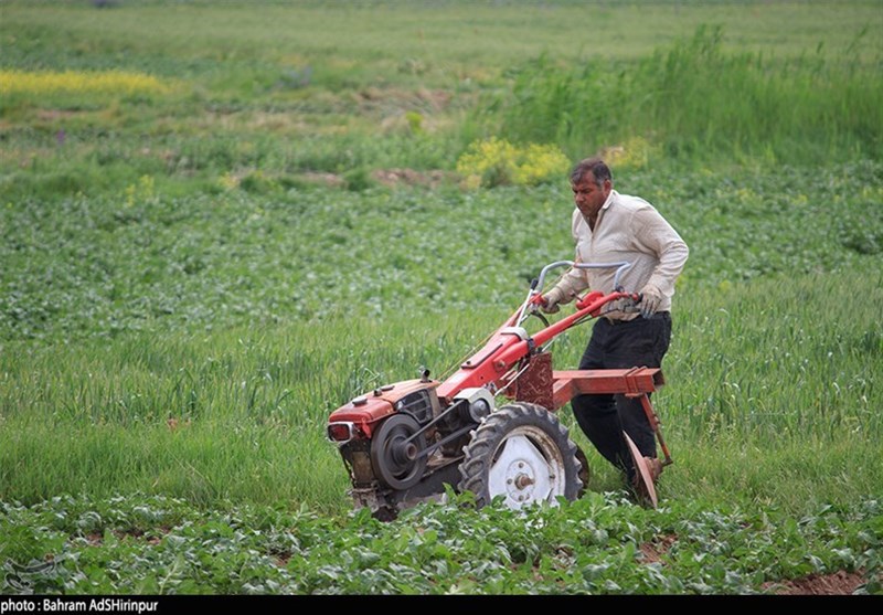 تسهیلات برای توسعه کشت نشایی در گلستان پرداخت می‌شود