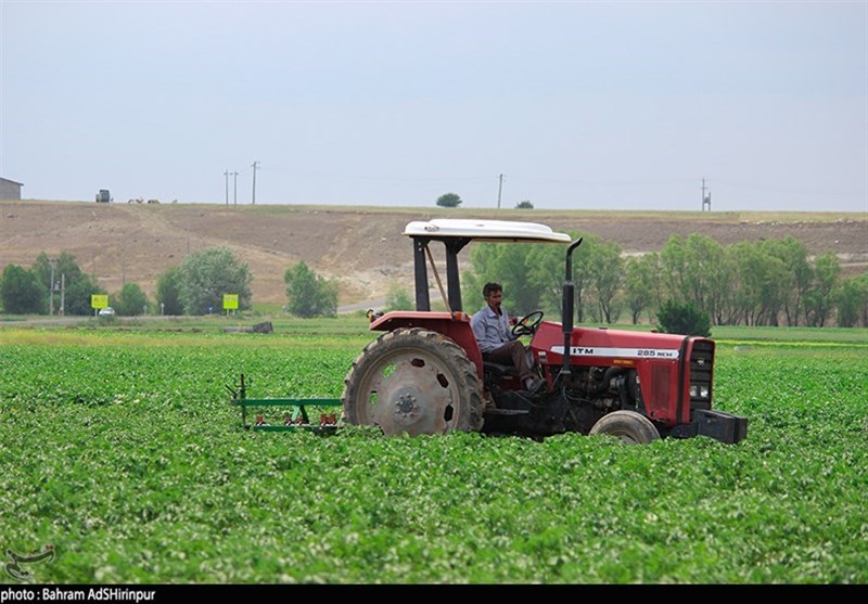 خوزستان| 48 هزار هکتار از اراضی کشاورزی اندیمشک به کشت پاییزه اختصاص یافت