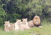 شکارچیان غیرقانونی کرگدن، خوراک شیرها شدند