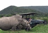 Kenya Begins Translocation of Black Rhinos to Boost Conservation of Iconic Species
