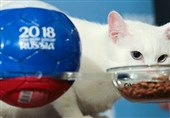 جام جهانی 2018| پیش‌بینی برنده بازی فرانسه و بلژیک توسط گربه ناشنوای روسی
