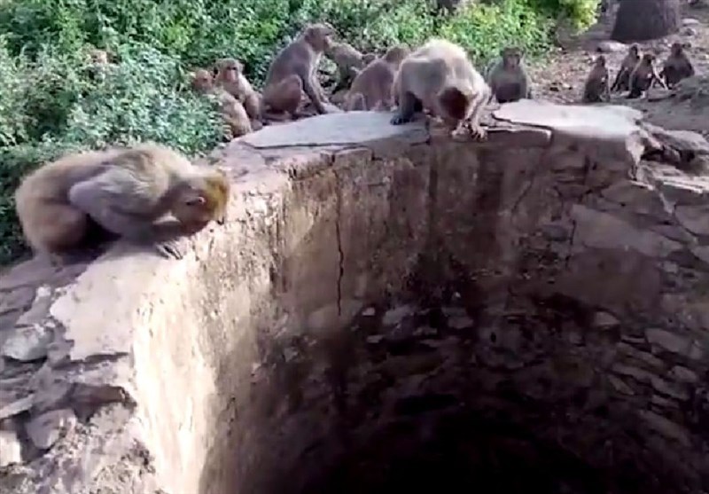 وساطت میمون‌های معبد برای نجات پلنگ از چاه + فیلم