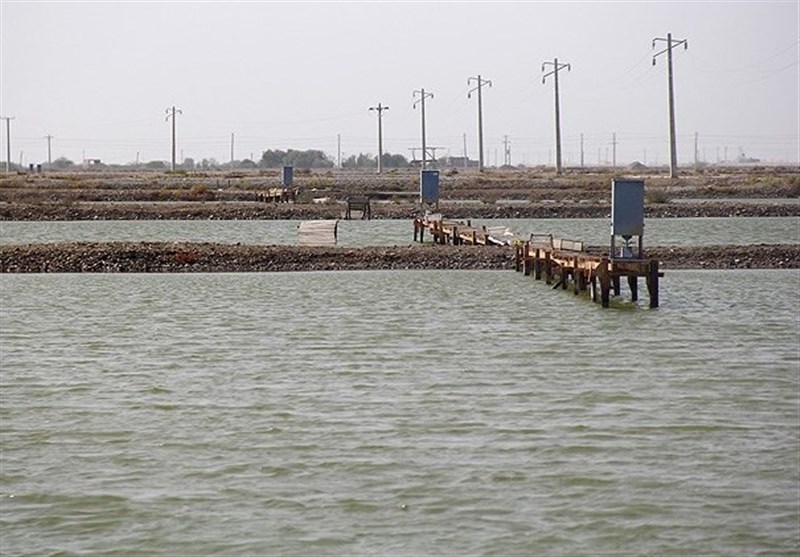 پروژه پرورش آبزیان دور از ساحل در استان بوشهر اجراء می‌شود
