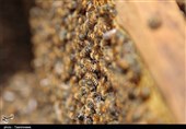 طرح 6 همتی تولید محصول جدید زنبور عسل در پیچ تامین اعتبار بانکی