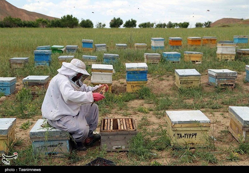 عسل تولیدی استان سمنان صادراتی می‌شود