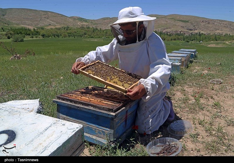 اقتصاد بدون نفت| پرورش زنبور عسل در مراتع بجنورد به روایت تصویر