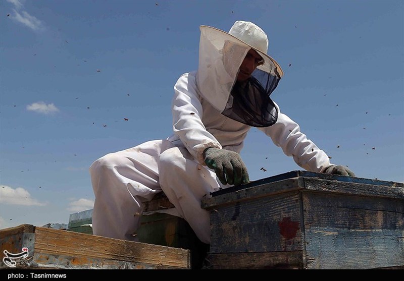 تولید سالانه 2400 تن عسل در استان چهارمحال و بختیاری