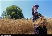 واگذاری رایگان بیش از 5500 زمین کشاورزی و مسکونی به محرومان