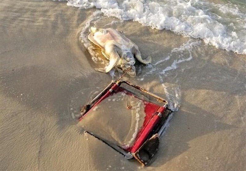 لاک‌پشت در خطر انقراض، قربانی یک صندلی ساحلی + تصاویر