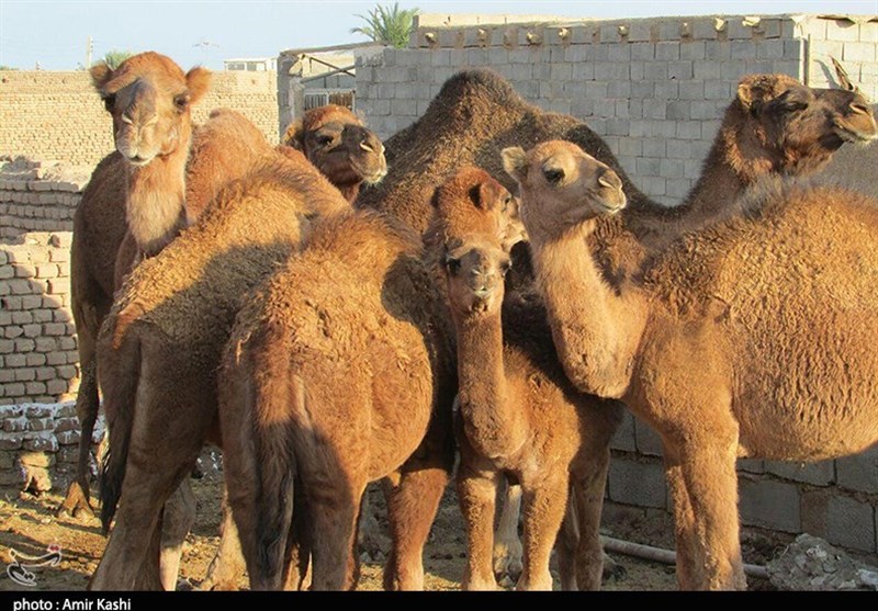 همکاری اردبیل و فائو در حفظ نژاد شتر دوکوهانه مغان